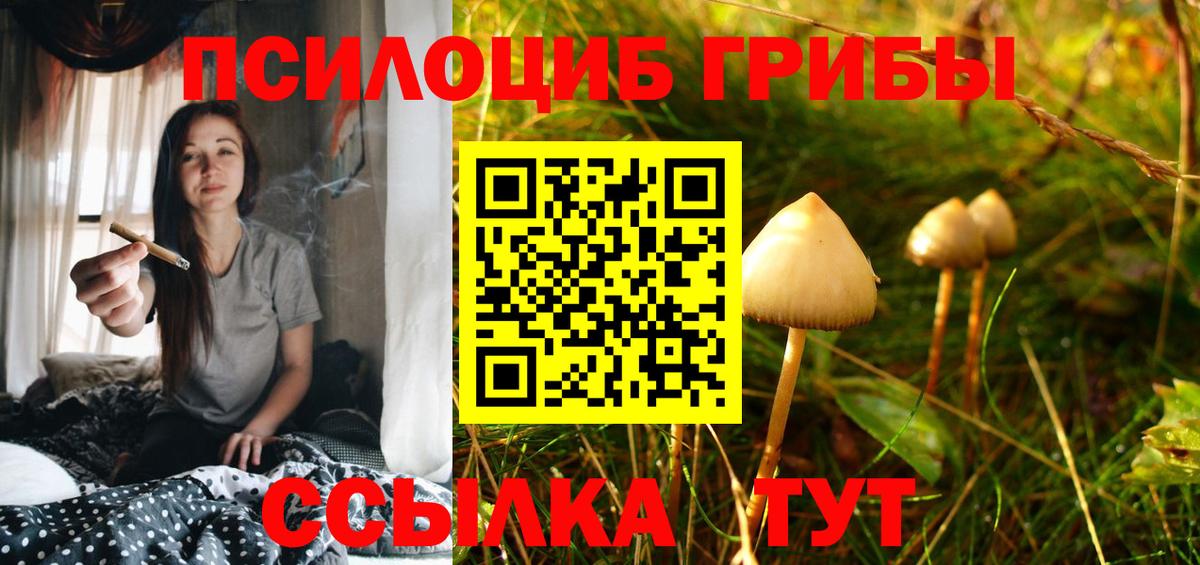 Галлюциногенные грибы Psilocybe Карачаевск