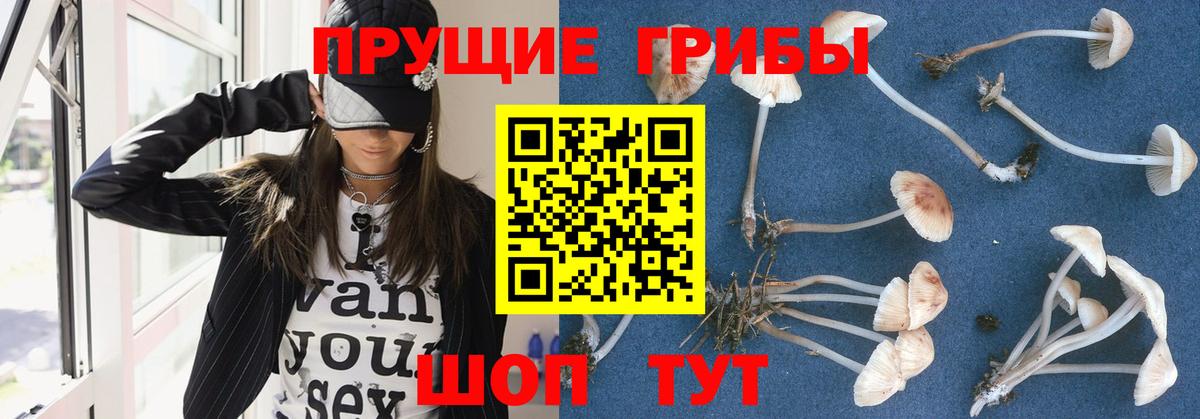 Карачаевск  цена   Псилоцибиновые грибы Psilocybe  Вход с VPN  Галлюциногенные грибы MAGIC MUSHROOMS 
